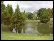 Pond Image